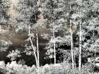 USA-Colorado Infrared of Aspens along the Kebler Pass Art Print